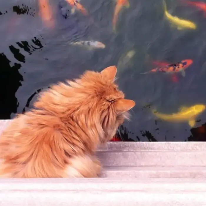 Protecting Fishes